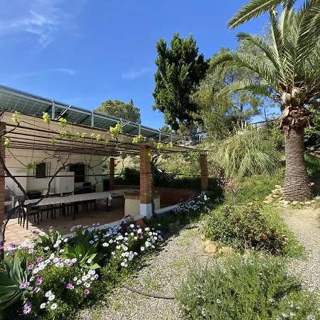 Palmeras بيزارا