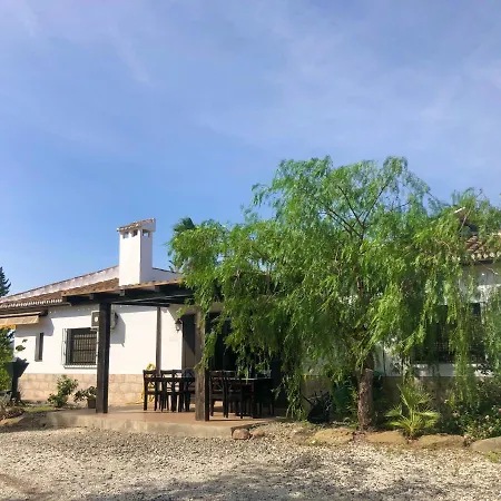 Palmeras بيزارا