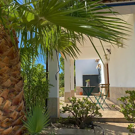 Palmeras Pizarra